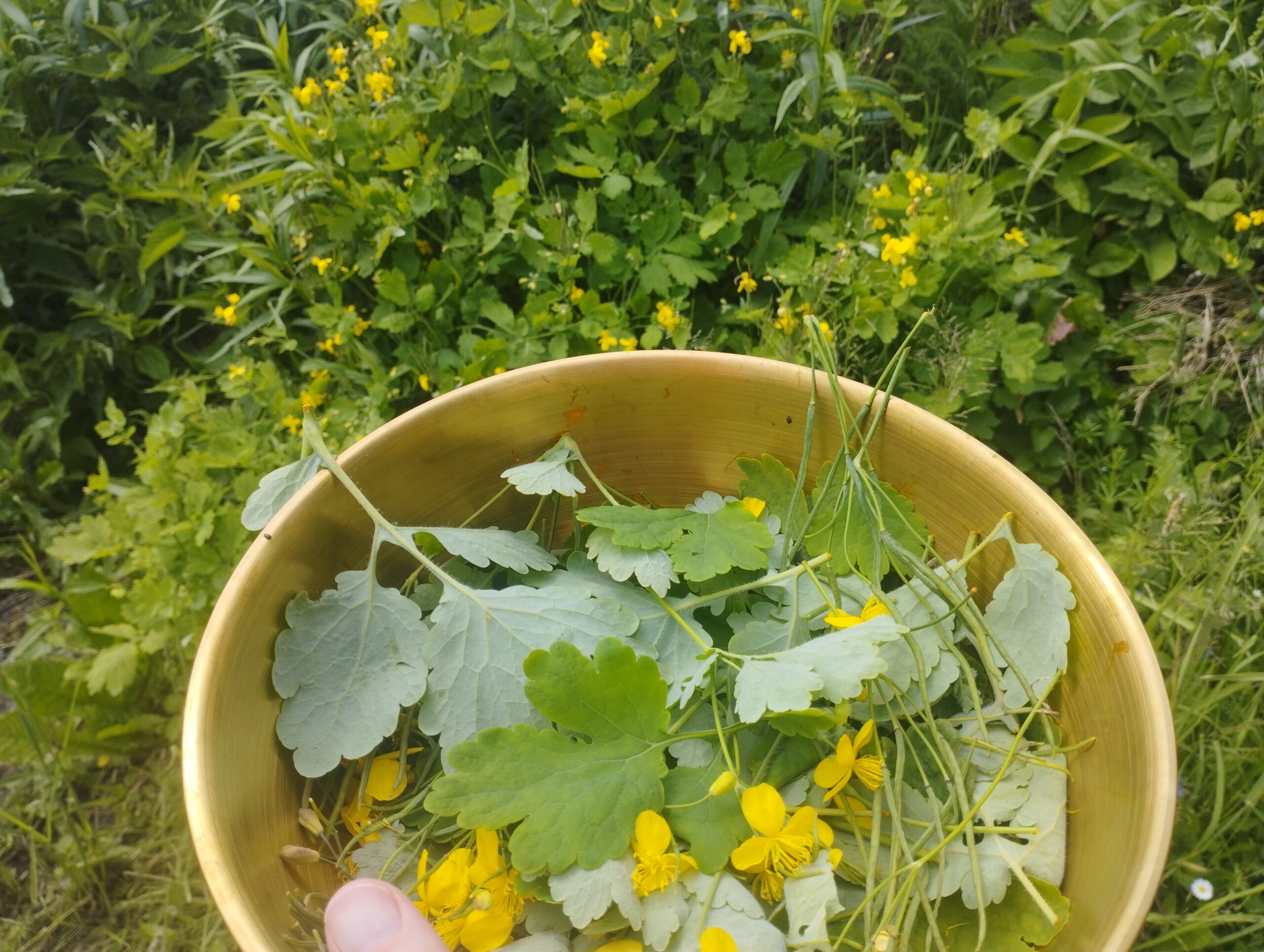 IMG 20250616 142327 Scaled 1