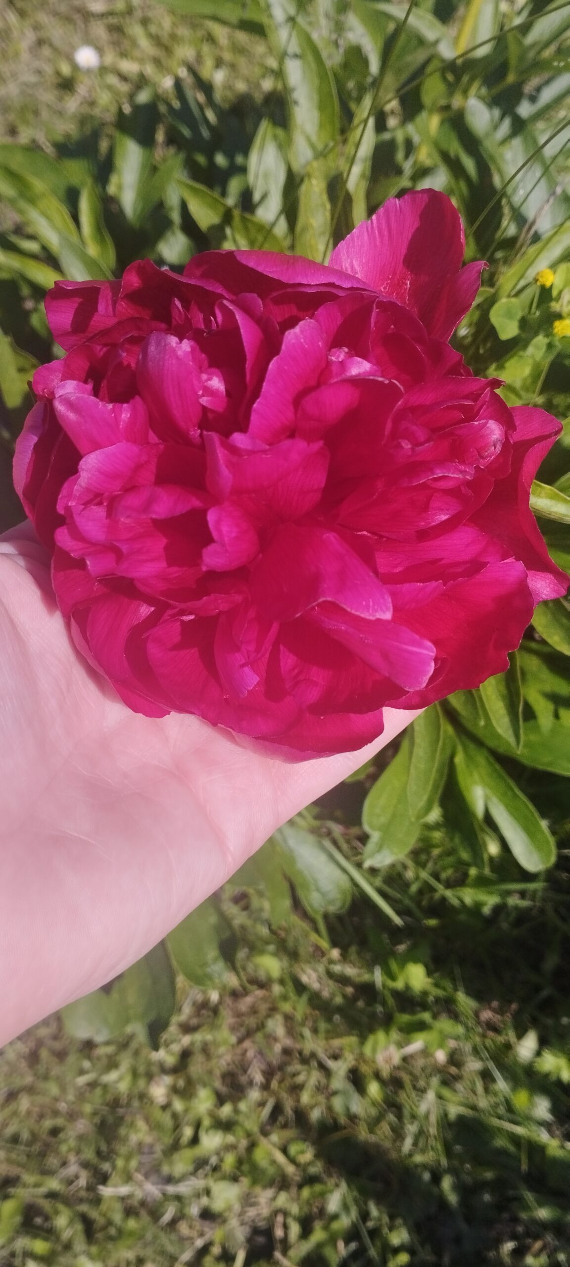 IMG 20250622 152653 Scaled 1