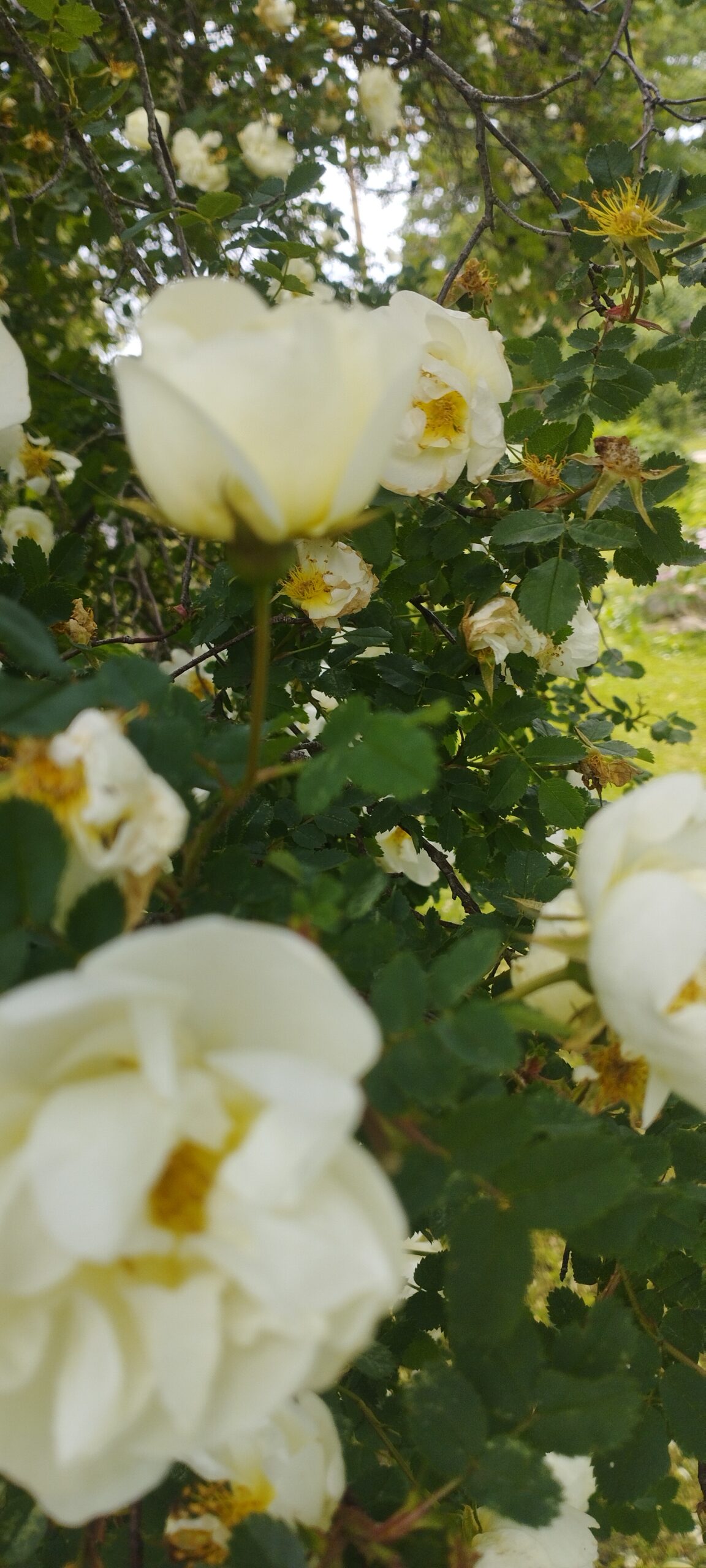 IMG 20250623 143232 Scaled 1