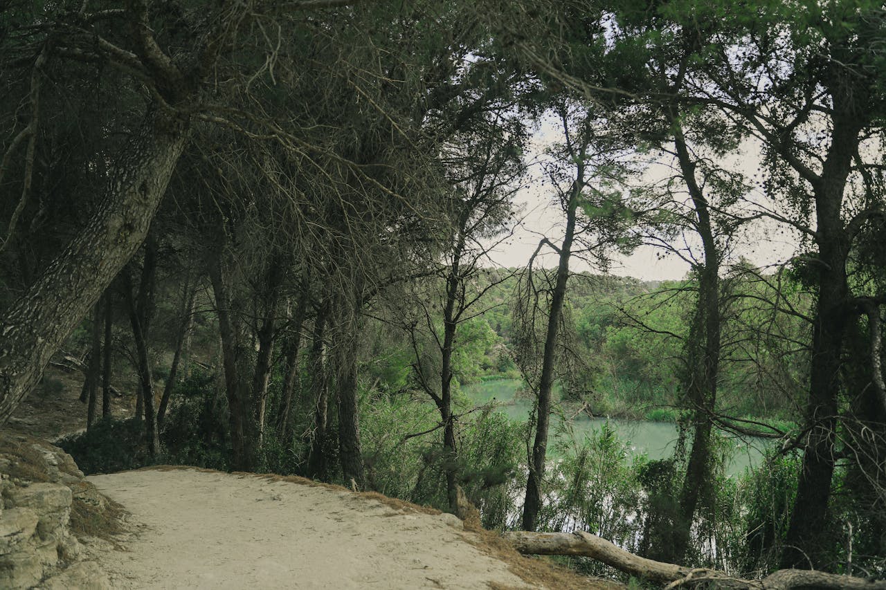 Quiet forest path along a serene riverbank in a lush landscape.